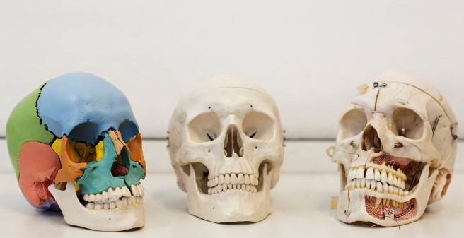 Skulls